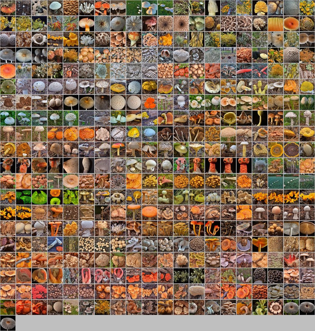 Photomontage of pictures of mushrooms in Russia. Years 2007 - 2014